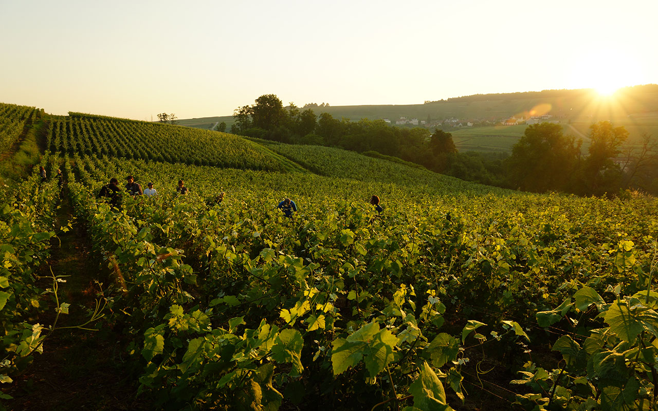 I vini della Champagne